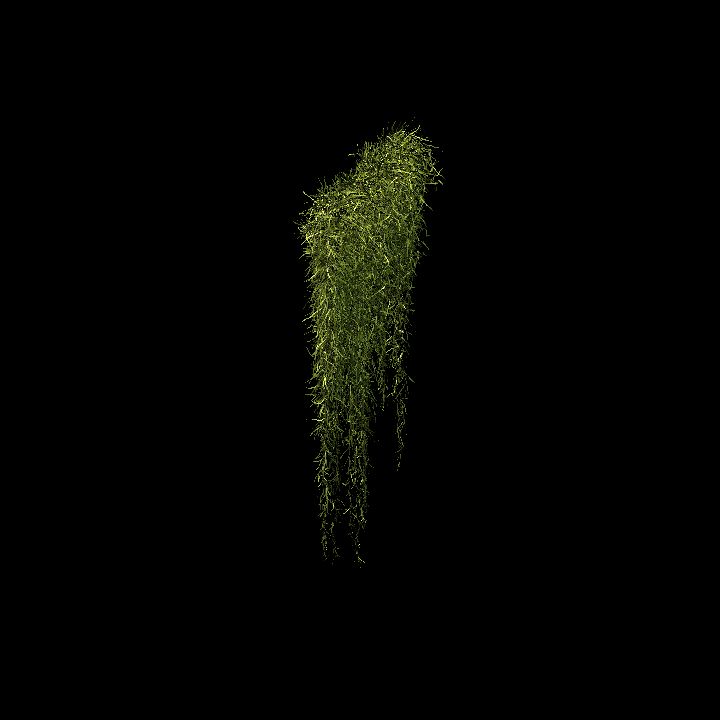 Spanish moss_04