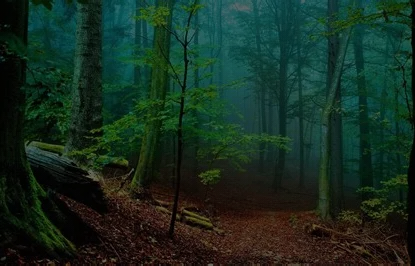 The Deep Forest Beta 4!