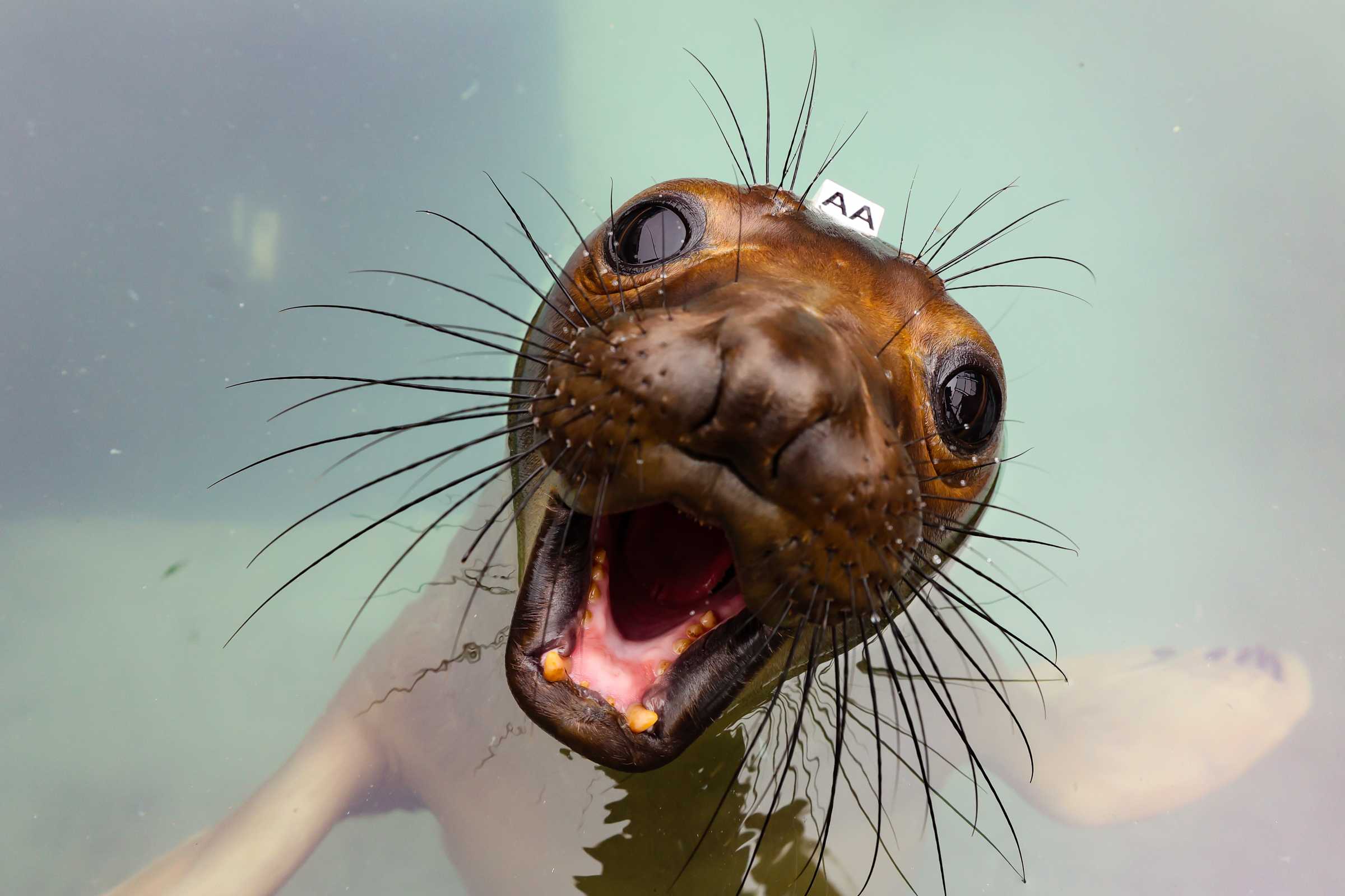 Seal Broodmother preview