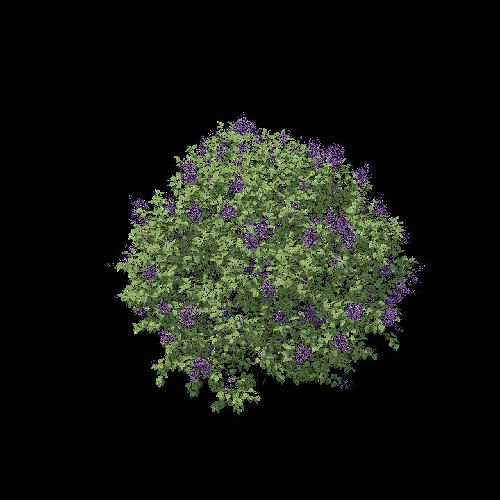Lilac Bush