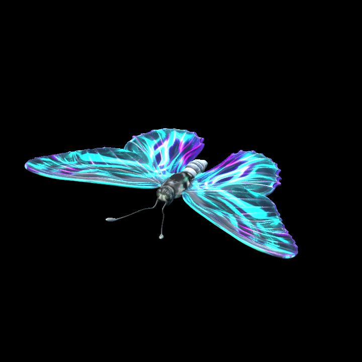 Butterfly 5