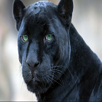 The Panther