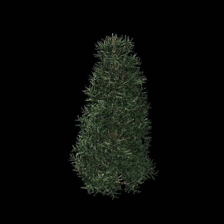 Nature, Tree, Fir 1