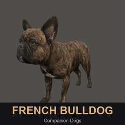 Graves CD: French Bulldog