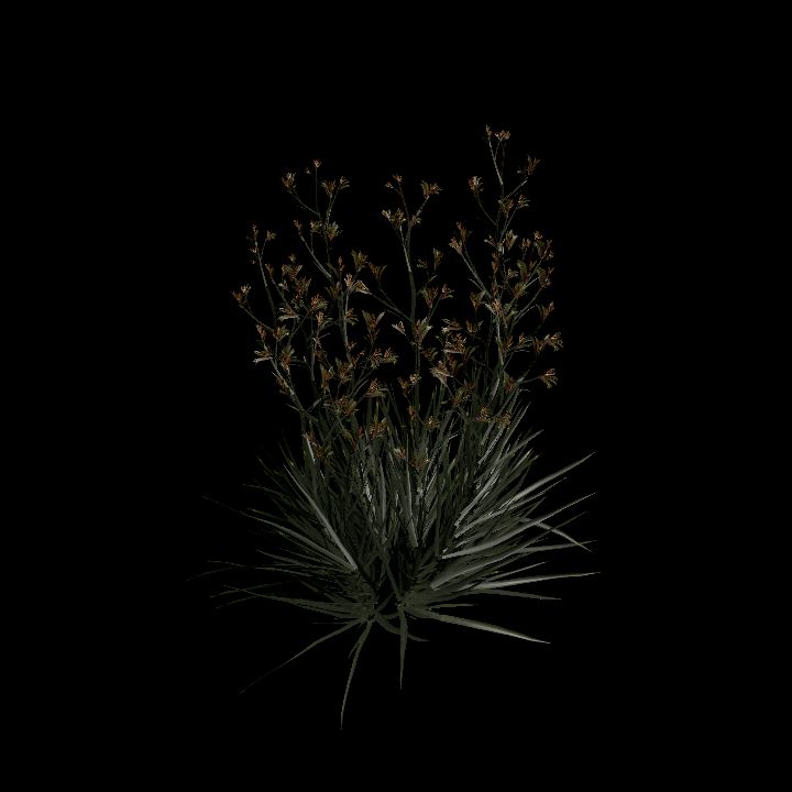 Nature, Plant, Kangaroo Paw 6