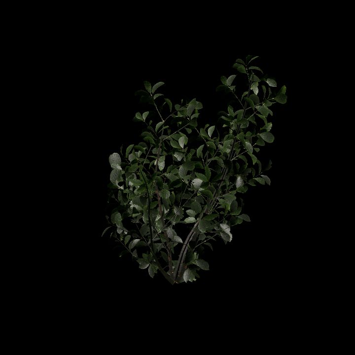 Nature, Plant, Greater Burdock 6