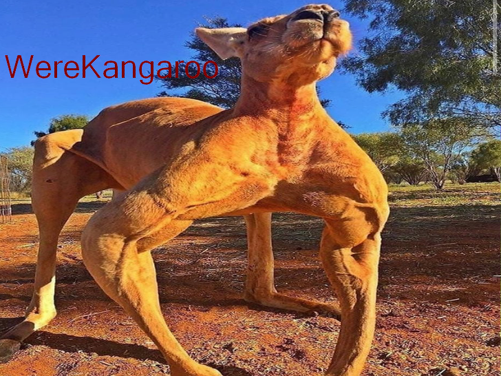 WereKangaroo