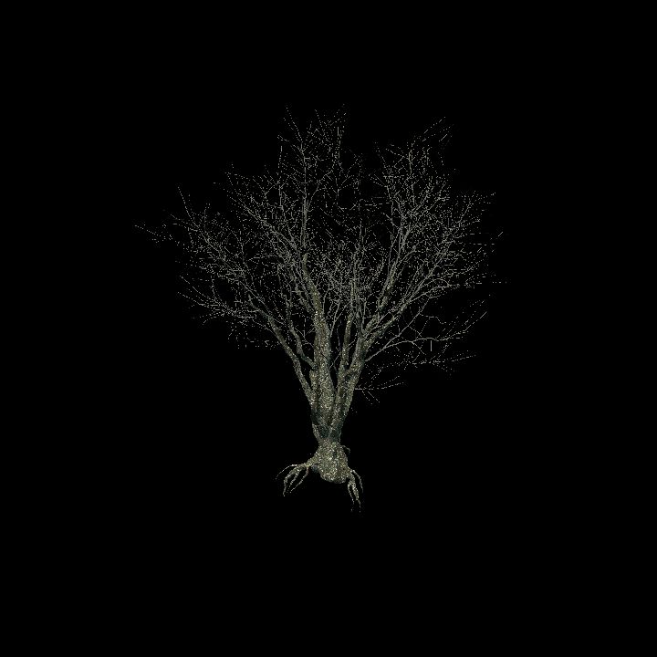 Nature, Tree, Oak, Bare 5
