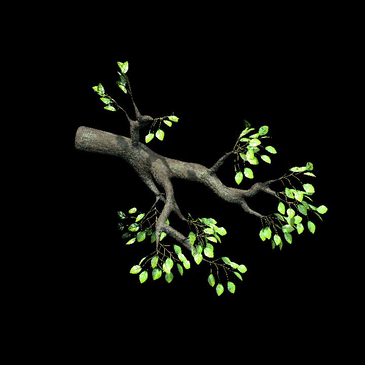 tree_branch