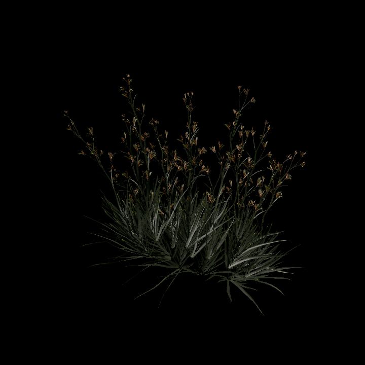 Nature, Plant, Kangaroo Paw 4