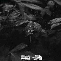 Dark Leaf | northway.