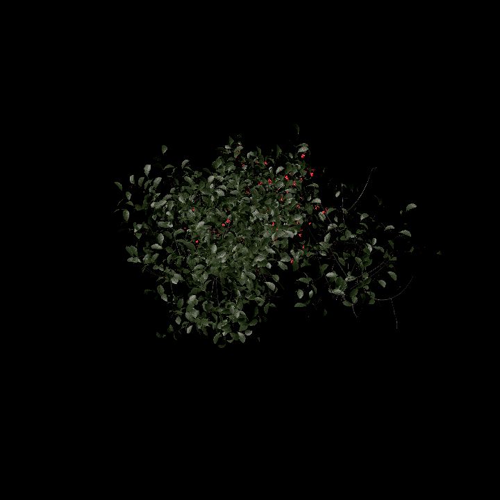 Nature, Plant, European Spindle 2