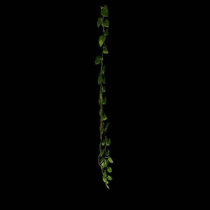 Vine_24