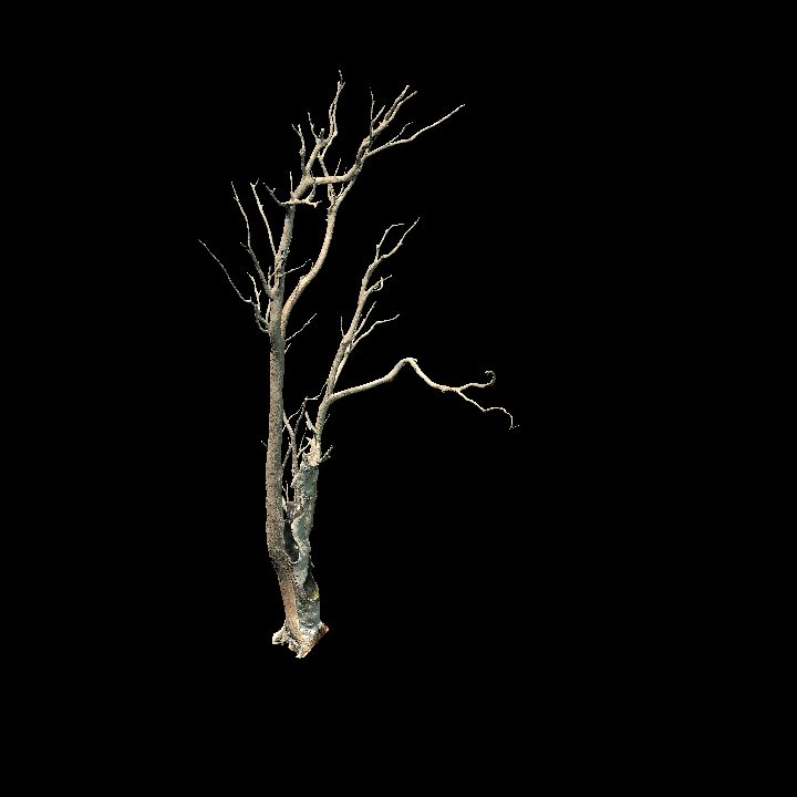 Nature, Tree, Bare 8