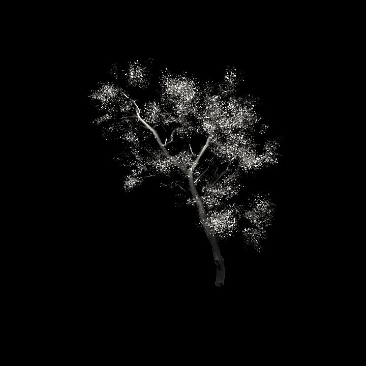Glass 1 - tree 1