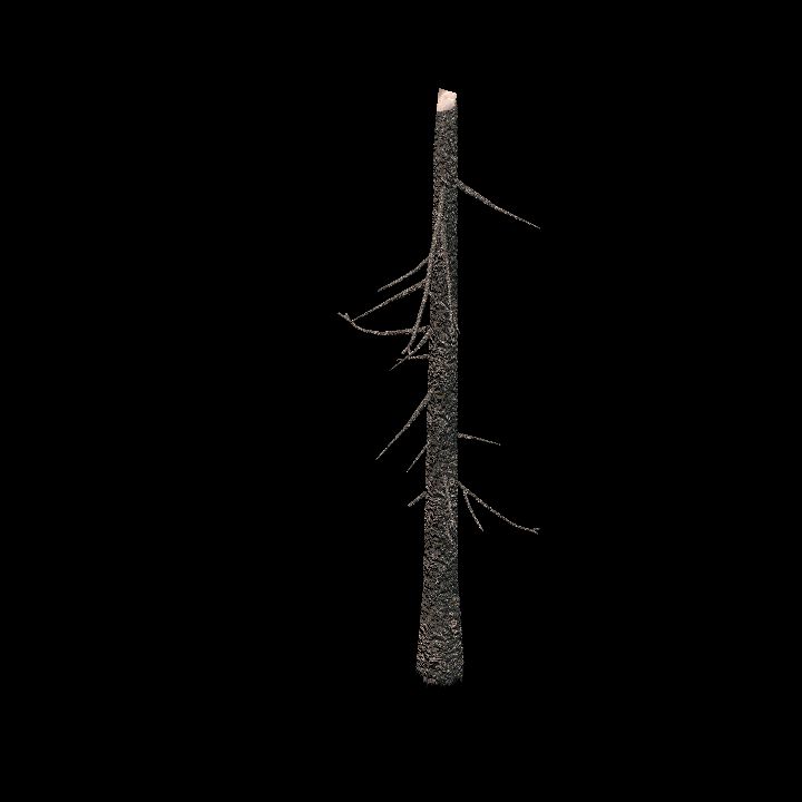 Nature, Tree, Bare 2