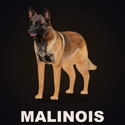 CD: Belgian Malinois