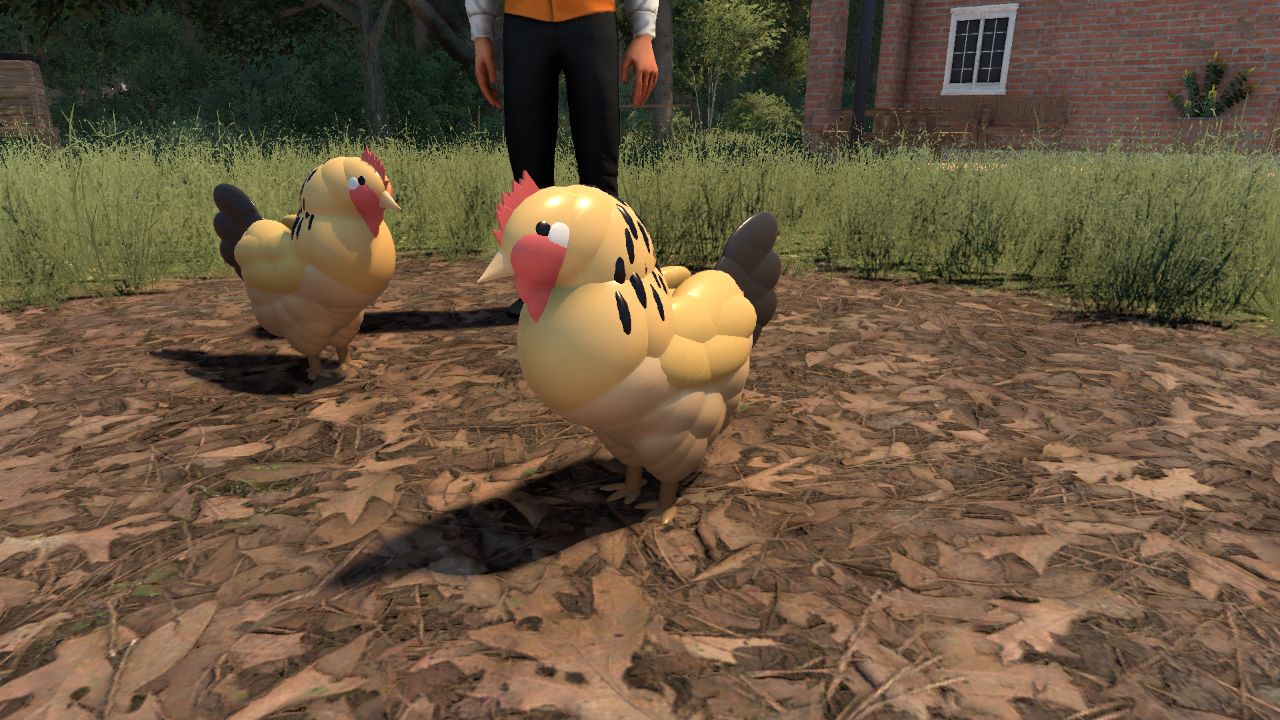 Domestic Chicken (Gallus gallus domesticus)