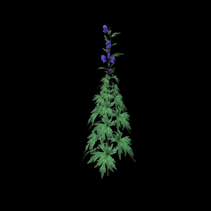 Monkshood