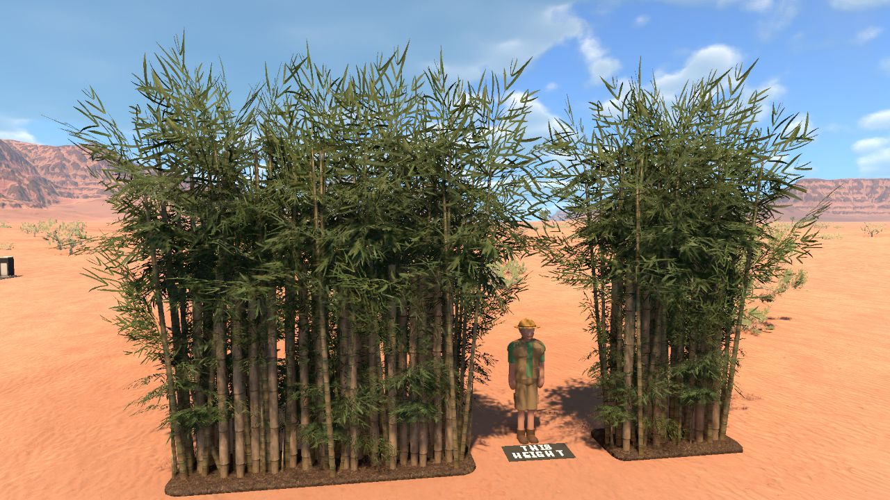 Bamboo Hedges