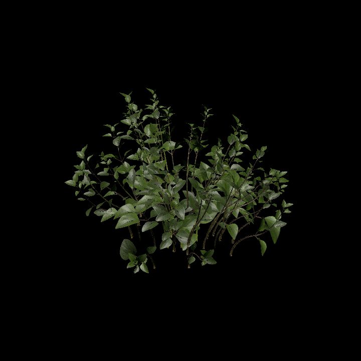 Nature, Plant, Oregano 6