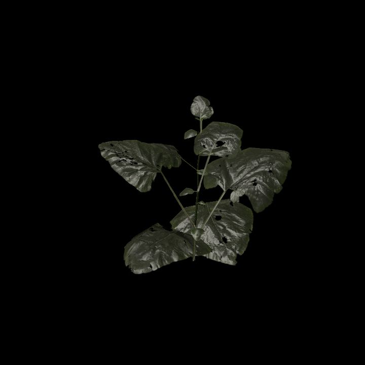 Nature, Plant, Greater Burdock 2