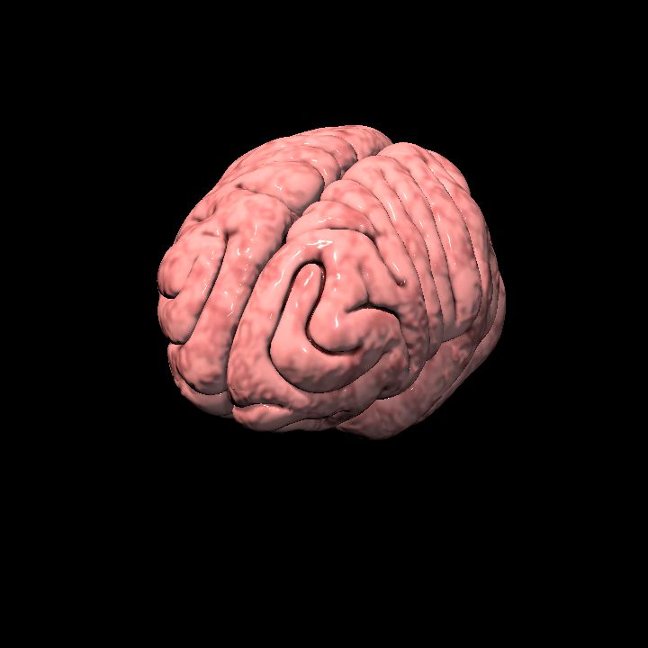 Brain
