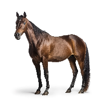 Easy Horsey World