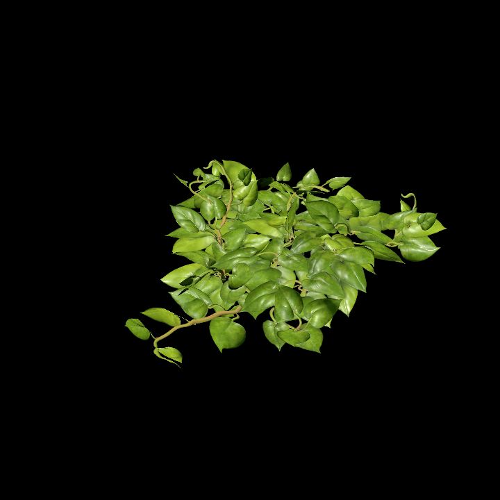 Vine_01
