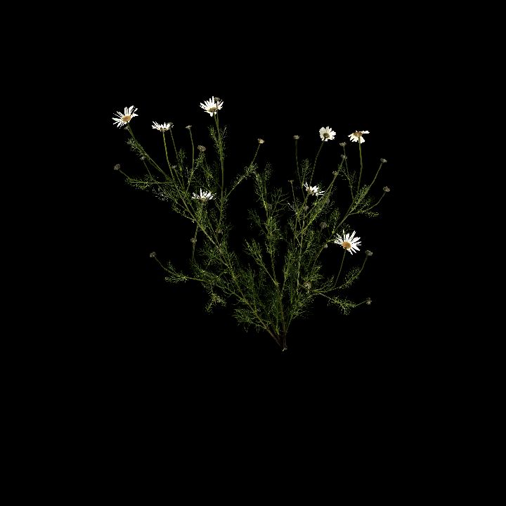 Nature, Plant, Chamonile 5