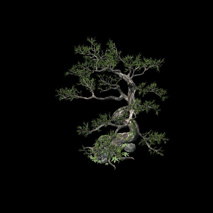 Pine tree #1
