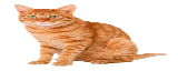 Catico