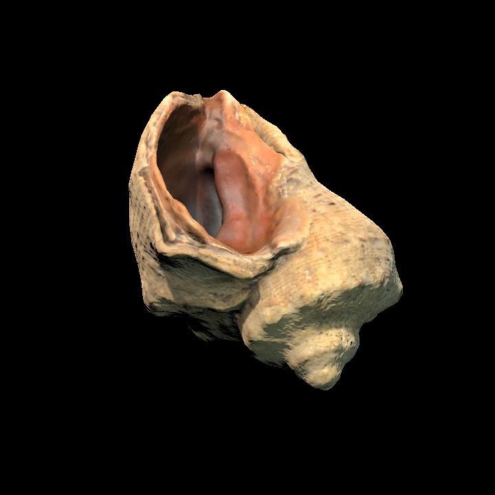 Terrain, Seashell 1