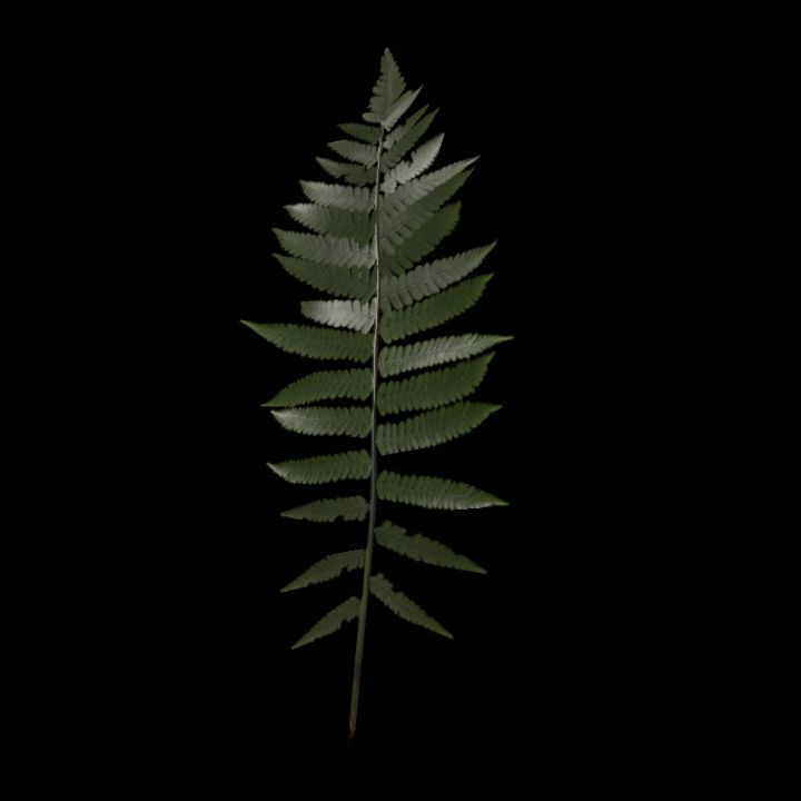 Nature, Plant, Fern 3