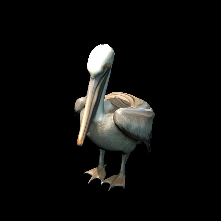 Brown Pelican