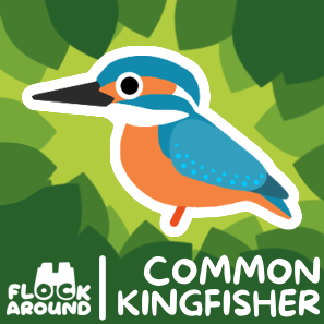 Common Kingfisher