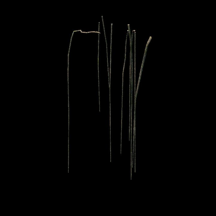 Root_Vines_05