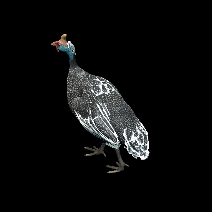Guineafowl {Animated}