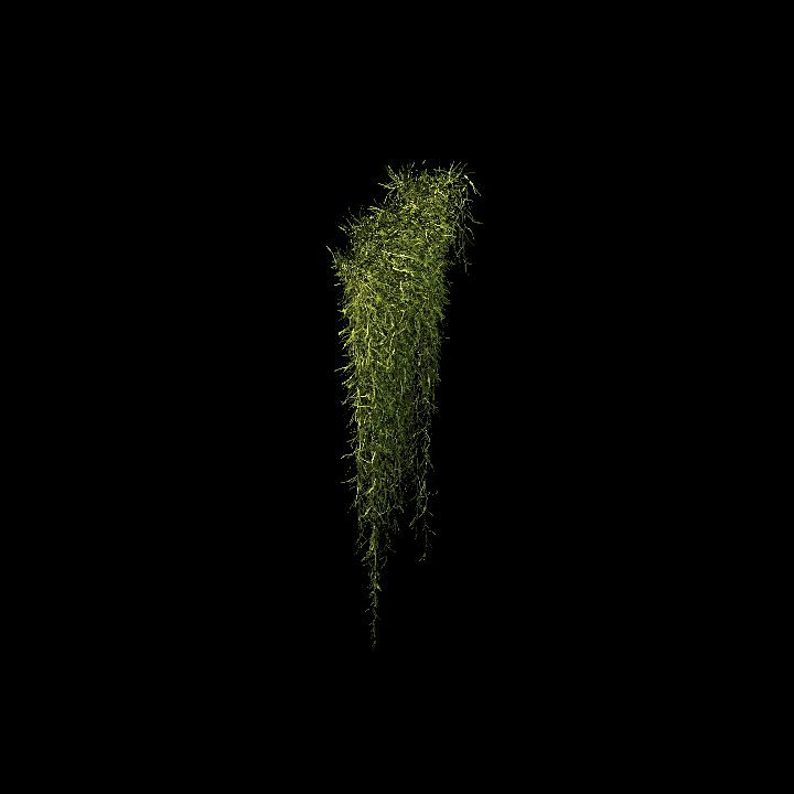 Spanish moss_06