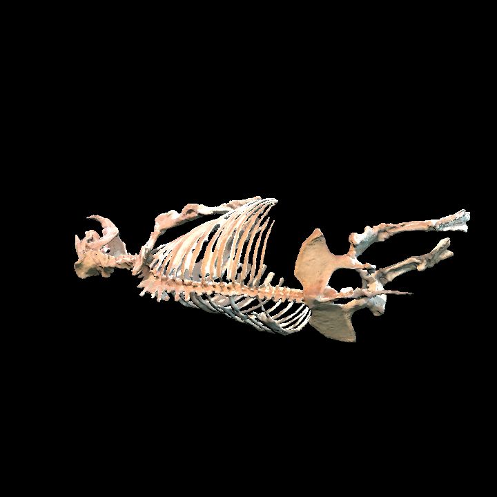 Animal, Bone, Rhino 1