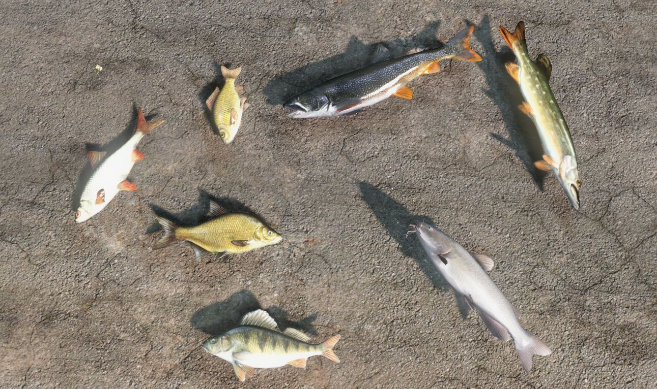 Red Winter Fresh Water Fish