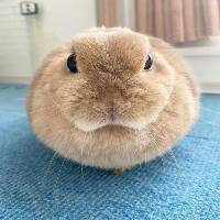 bnuuy
