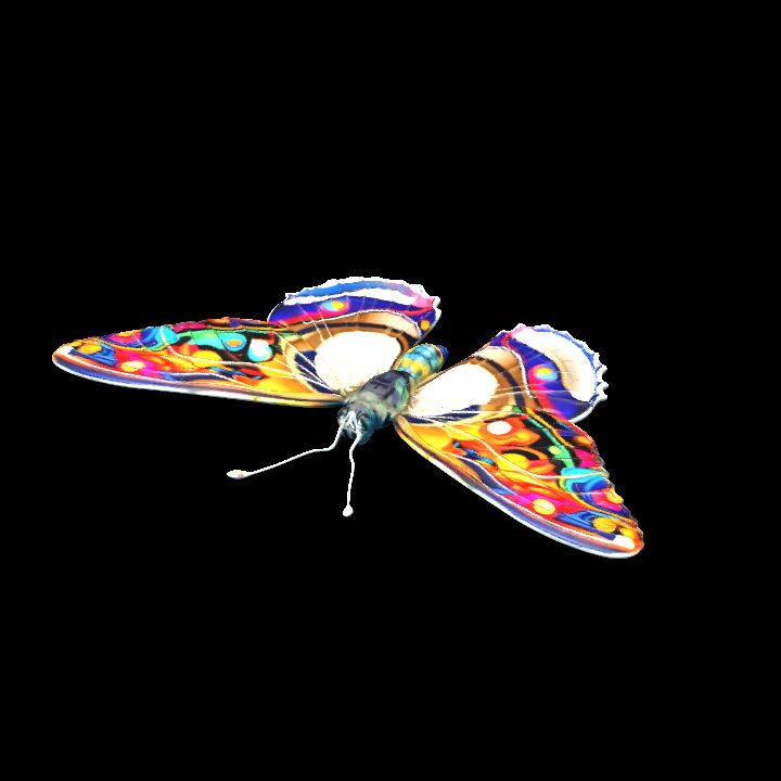 Butterfly 11