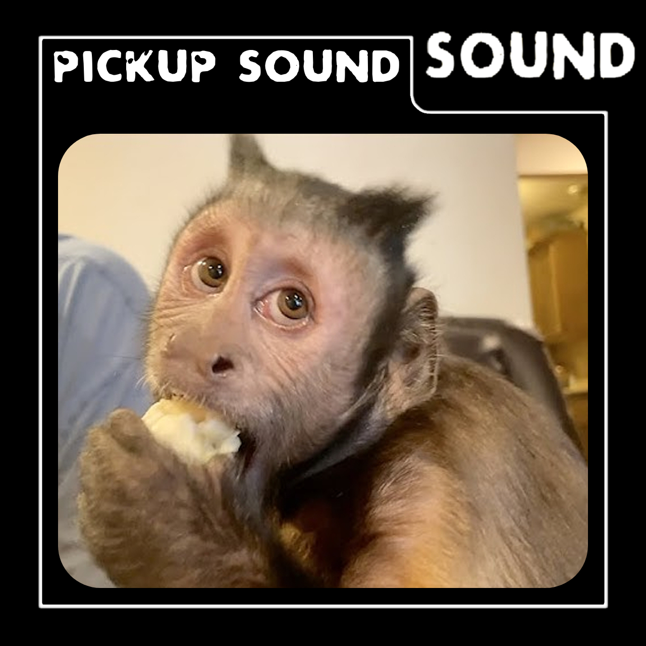 Monkey Noises Pickup Sound