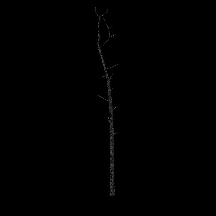Nature, Tree, Bare 1