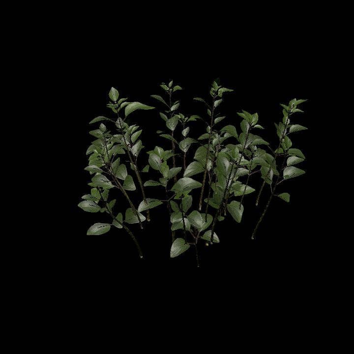Nature, Plant, Oregano 5