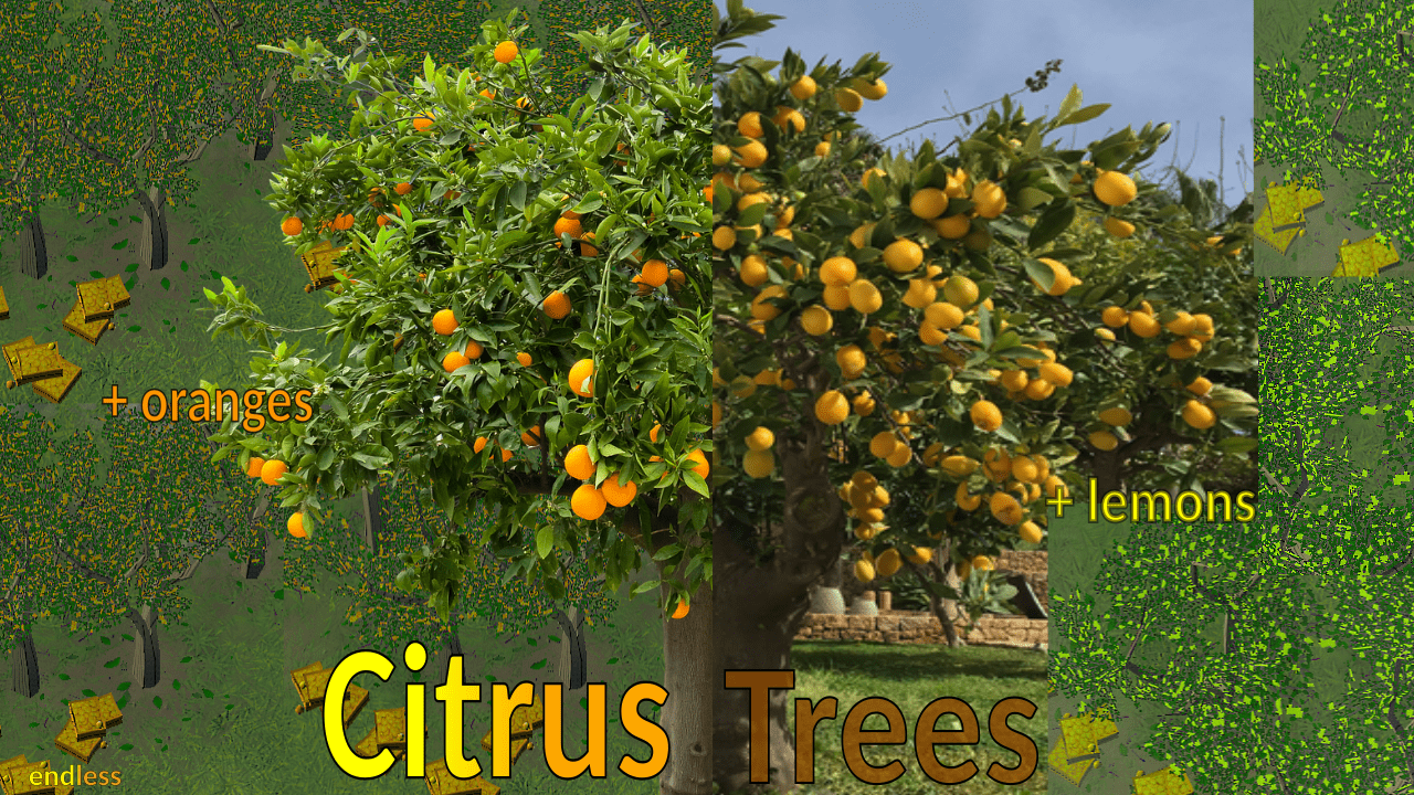Citrus Trees