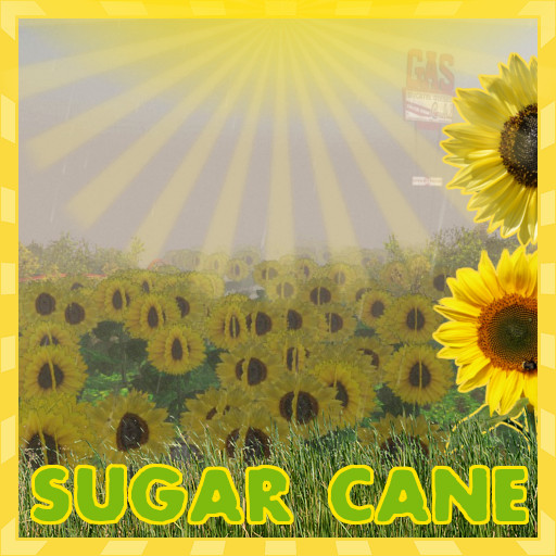 Summer Daze - Sunflower Sugar Cane