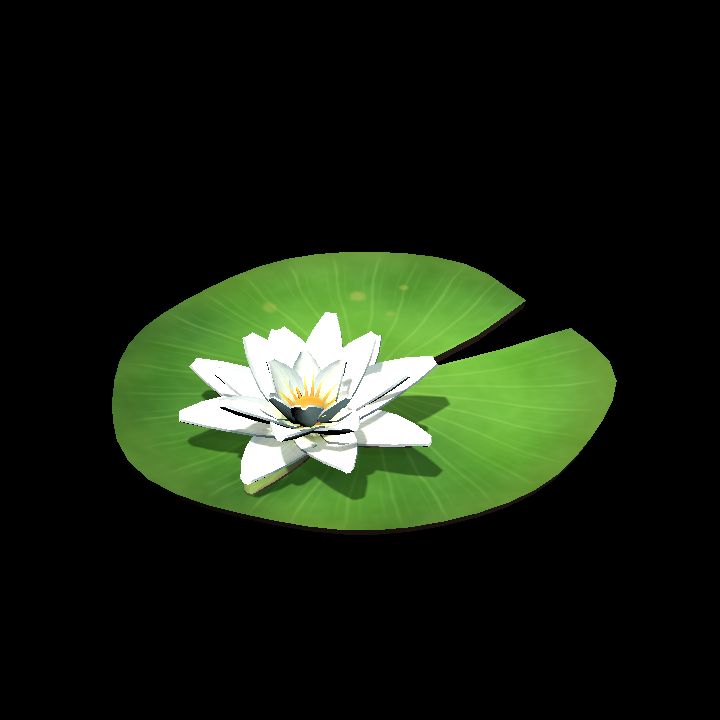 Water Lily – White Flower