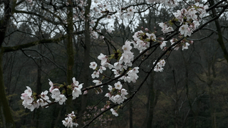 +SAKURA - 雨桜 2 [4K]-00.50.05.469-00.51.34.693-00.00.00.000-00.01.26.632
